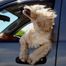 멍멍이네 이미지