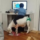 대박염소 이미지