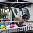 안덕면 우리가든 옆 | 제주 감귤 따기 체험, 포토스팟 가득한 안덕면 파더스 가든