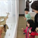 한남대학교 자연사박물관 이미지