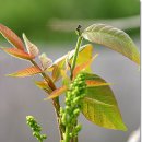 순(荀)나물(6), 옻나무(漆木/Rhus verniciflua) 이미지