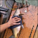 어의곡낚시터 이미지