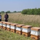‘꿀벌 귀환 돕기’ 새만금 방수제 3곳에 벌통 설치 이미지