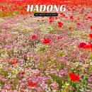 수채화 | 경남 하동 가볼만한곳 하동 북천 양귀비축제 일정 개화상황 총정리
