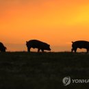 다산올축산