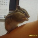 아기다람쥐 이미지