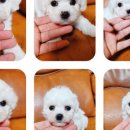 탬스켄넬 이미지