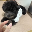 펫밀리 | 강아지 하루 한 알로 챙기는 종합영양제, 펫밀리 비쥬얼핏 후기