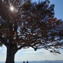 서동요민박 | 제 748-4차 산행 ☞ 부여 사랑나무-정림사지-백마강 (10월 19일)