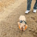 해변의 바람 | 표선 해변 바람 피해서 간 따라비오름 애견동반 후기