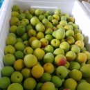 대남농장 이미지