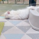 영캣 이미지
