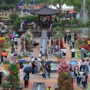 곡성세계장미축제장 이미지