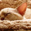 수면과해독 이미지