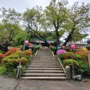 천안. 광덕산 광덕사 호두나무 (사찰기행) 41.