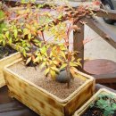 들꽃농장 이미지