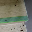 토현초등학교 이미지