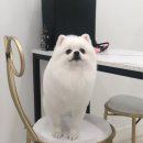 댕댕이 애견미용샵 이미지