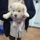 인월동물병원 이미지