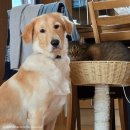 강남큰빛유치원 | 브리와 다녀온 강남 강아지 유치원 솔직후기 | 멍문유치원 바우라움 추천 이유!