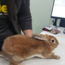 오룡 동물병원 이미지