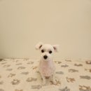 초롱애견 이미지