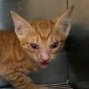 허동물약국 이미지