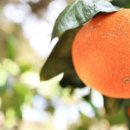 기석농장 이미지