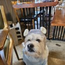 아웃팅 | [가평] 애견동반 카페 아웃팅 후기