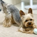 플레이 바우 이미지