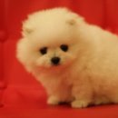 바비 애견샵 이미지