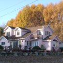 핑크애견 이미지