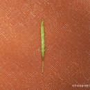 화산사초 Carex nakasimae Ohwi 이미지