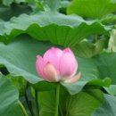 나는나 Daum카페