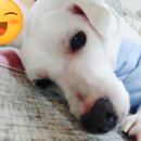 24시 건국 본 동물병원 이미지