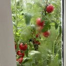 토향공방 | [홍대향수공방] 우묘상점, WOOMYO 나만의 토마토🍅향수 만들기!