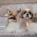 바오펫살롱 이미지