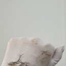 올가뷰티 순천가곡점 | 순천 예신 필수 관리 스킨플래닝:세라링으로 광채 피부 만들기