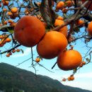 나무한의원 이미지