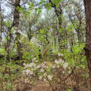 전골잘하는곰집 | 뜨끈한 만두전골과 시원한 막국수먹으러 맛집 인천 부평구 청천동 전골잘하는곰집 방문후기
