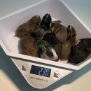 선셋 햄스터리 이미지