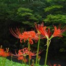 9월 26일의 꽃은 '꽃무릇(Red spider lily)' 이미지