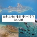 필리핀 보홀 아이랑 고래상어 발리카삭 거북이 스노클링 열대어 호핑 투어 [ 놀다보홀 ] 후기