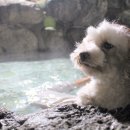 복골온천