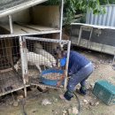 개야농장 이미지