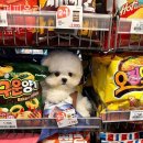 퍼피온리 네이버블로그