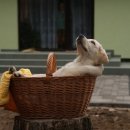 위드펫종합동물병원 이미지