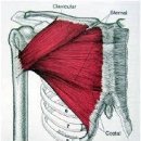 지근 섬유와 속근 섬유의 사용, muscle training에 대하여 - 반드시 정리해야 할 생각 이미지