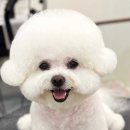 댕디샵 이미지