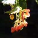 타이니젬 이미지